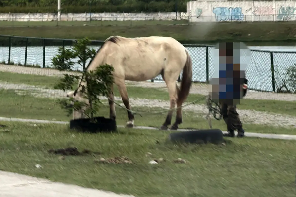 Vigilância Zoonótica reforça orientação a donos de cavalos na Lagoa Grande