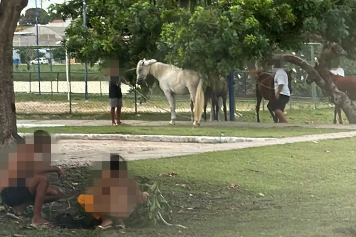 Vigilância Zoonótica reforça orientação a donos de cavalos na Lagoa Grande