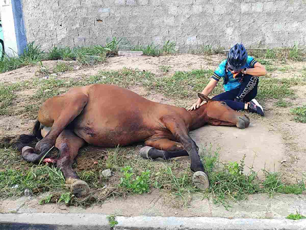 Animais atropelados