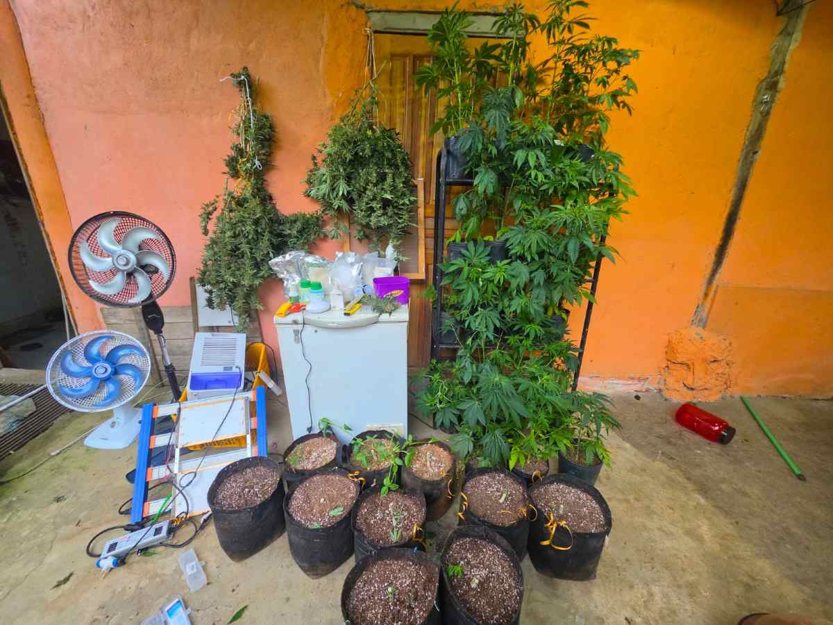 Ação policial em Itacaré descobre cultivo de maconha e apreende drogas e munições