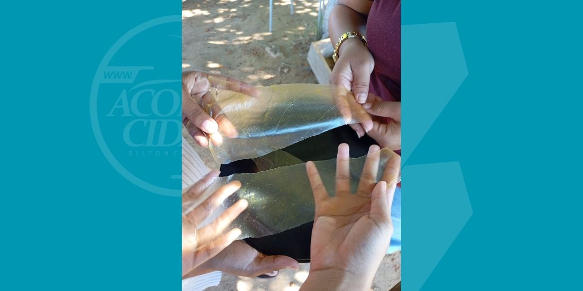 Estudantes baianos criam bioplástico com resíduos de manga e vencem olimpíada científica