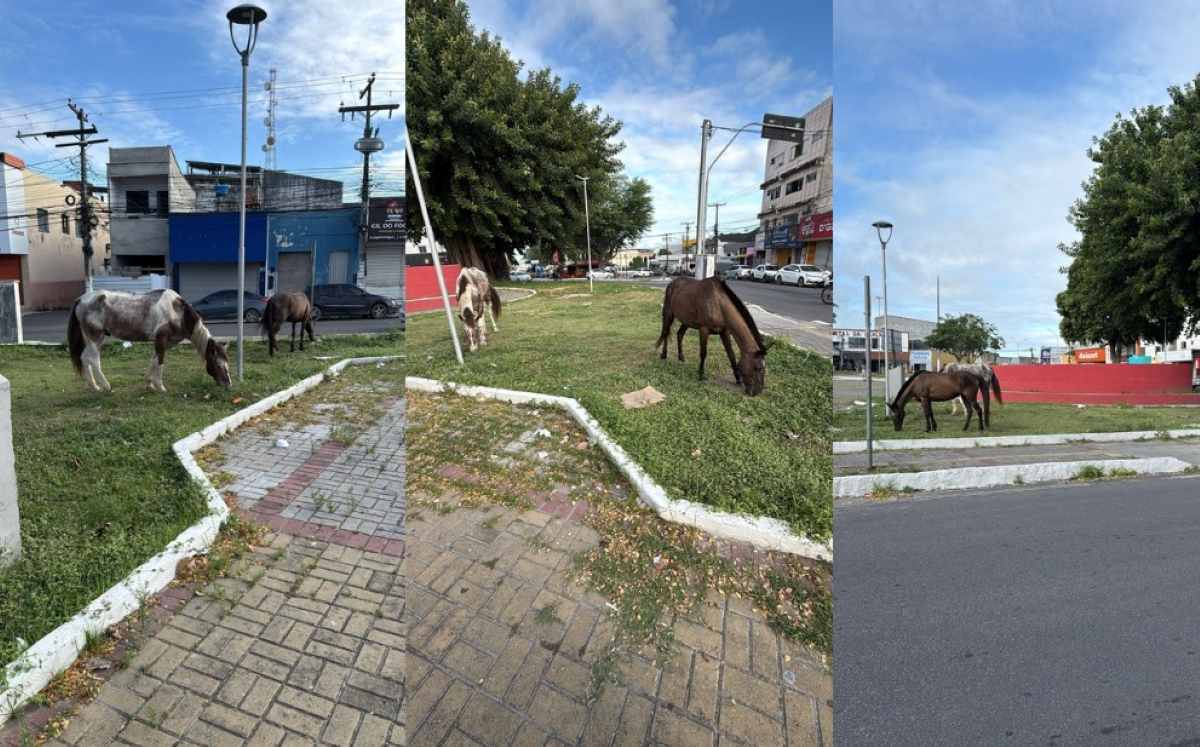 cavalos no centro de feira