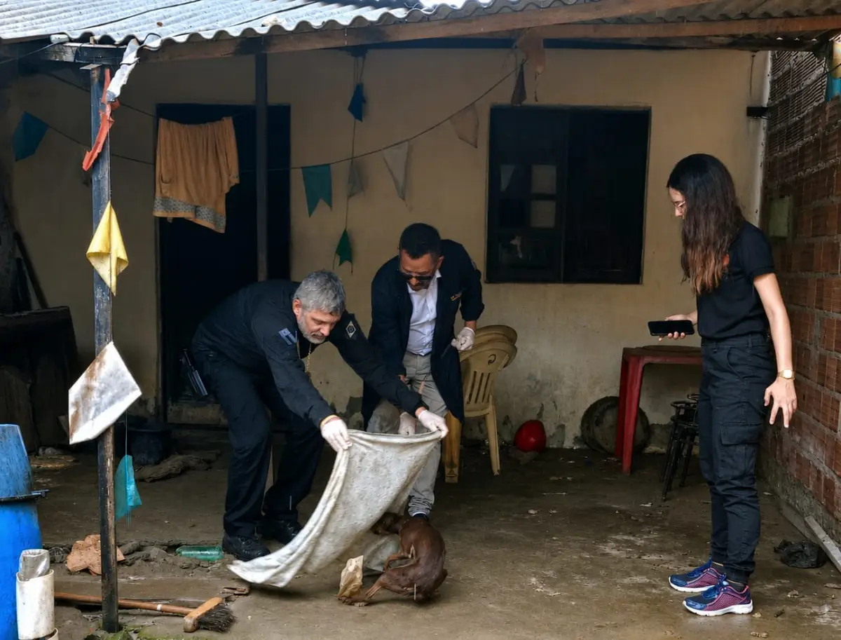 Canil clandestino no Tomba é alvo de operação e cães são resgatados em Feira de Santana