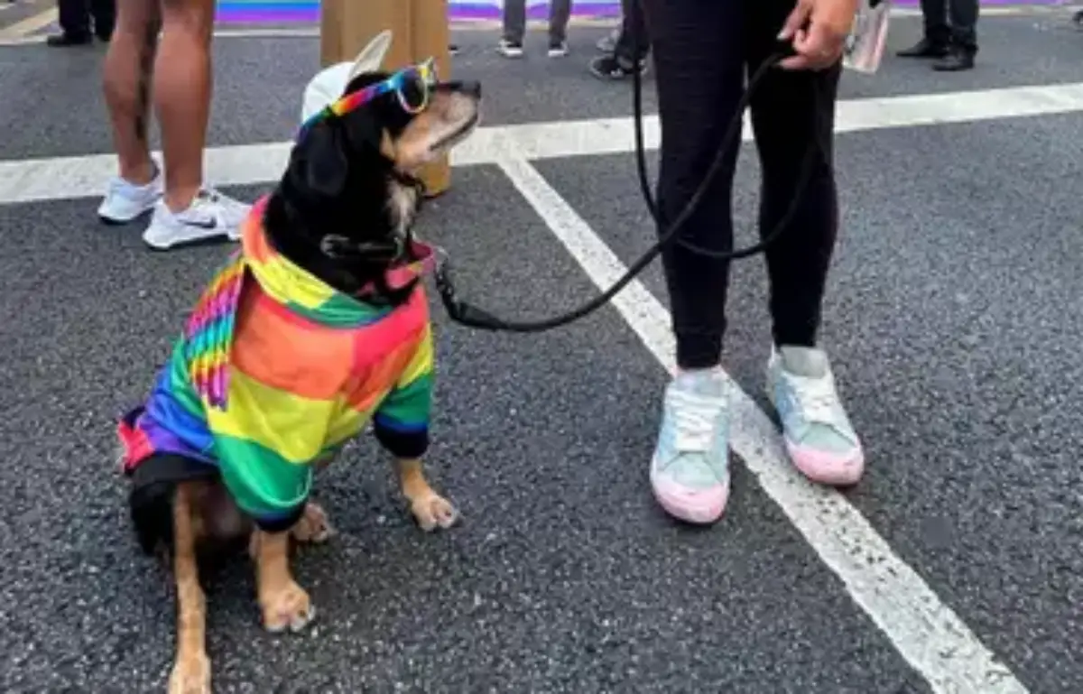 Parada do Orgulho LGBT+