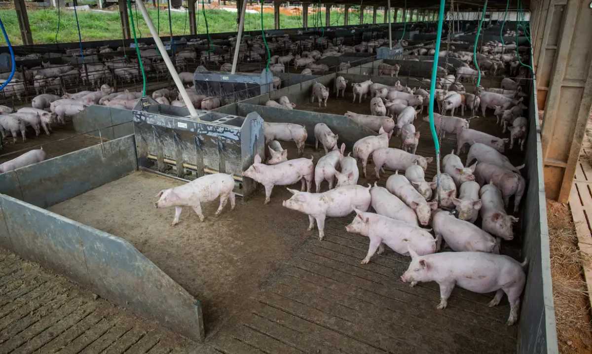 Produção de carne suína e de frango terá volume recorde em 2026