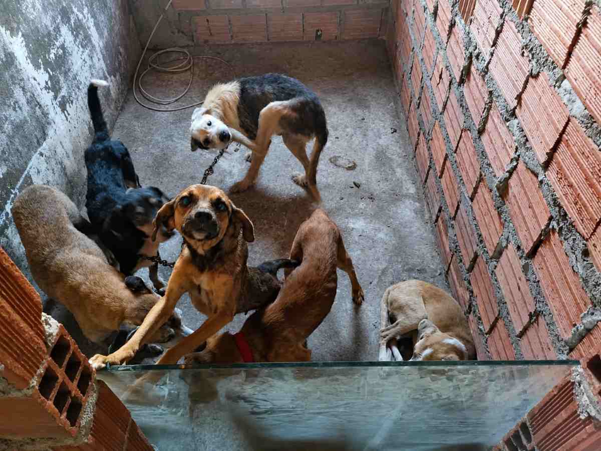 Suspeito de realizar eutanásia irregular em cães é preso em flagrante em Feira de Santana
