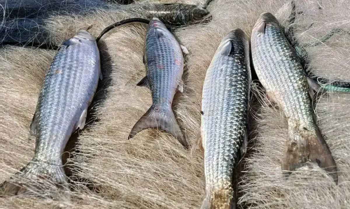 Brasil alcança 90% da cota e suspende pesca de tainha; entenda