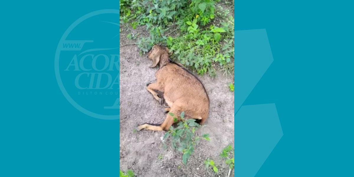 Ataque de cães deixa seis cabras prenhas mortas na zona rural de Serrinha