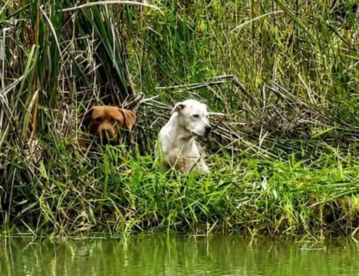 Cães ficam ilhados em lagoa e são resgatados por bombeiros após mobilização de moradores