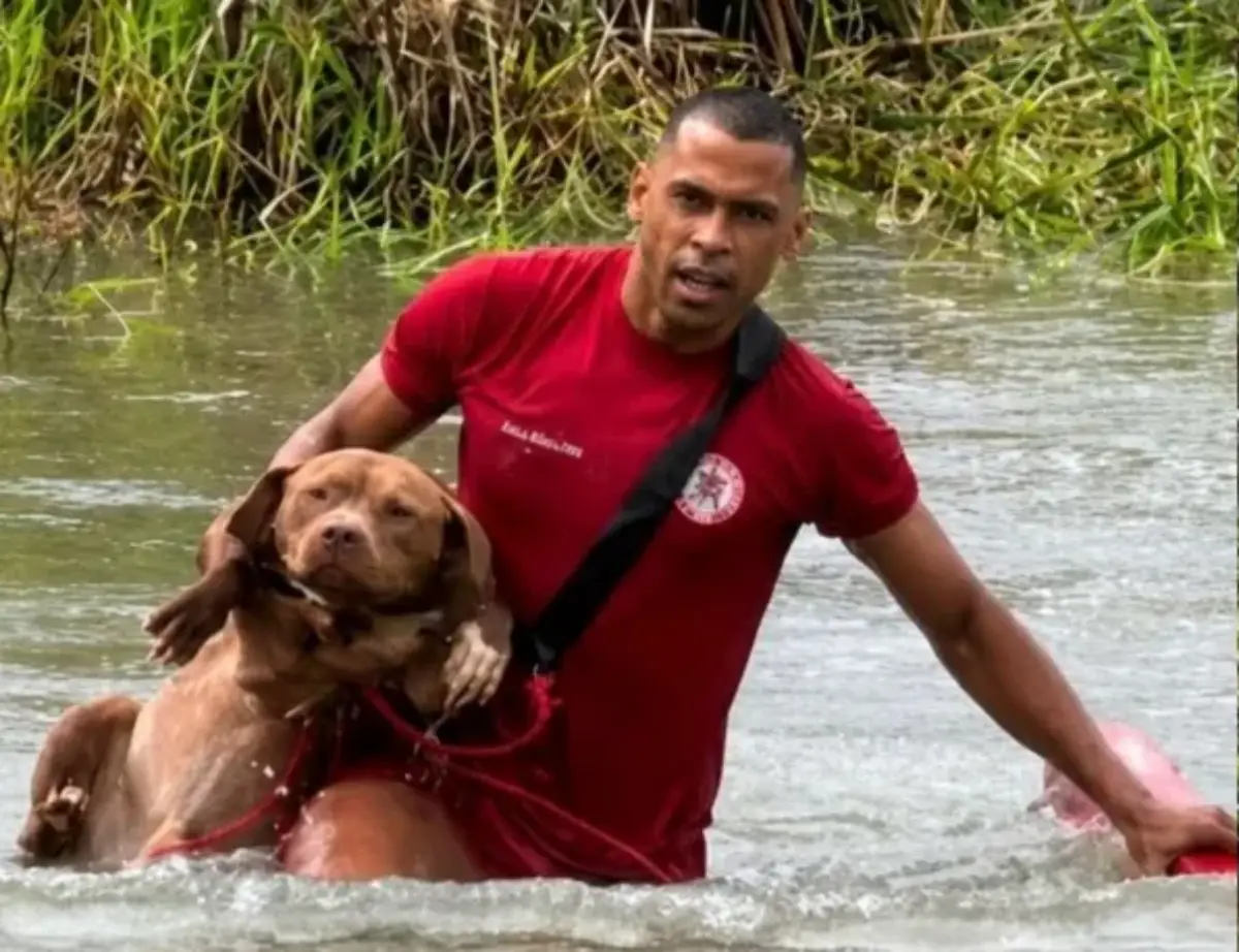Cães ficam ilhados em lagoa e são resgatados por bombeiros após mobilização de moradores