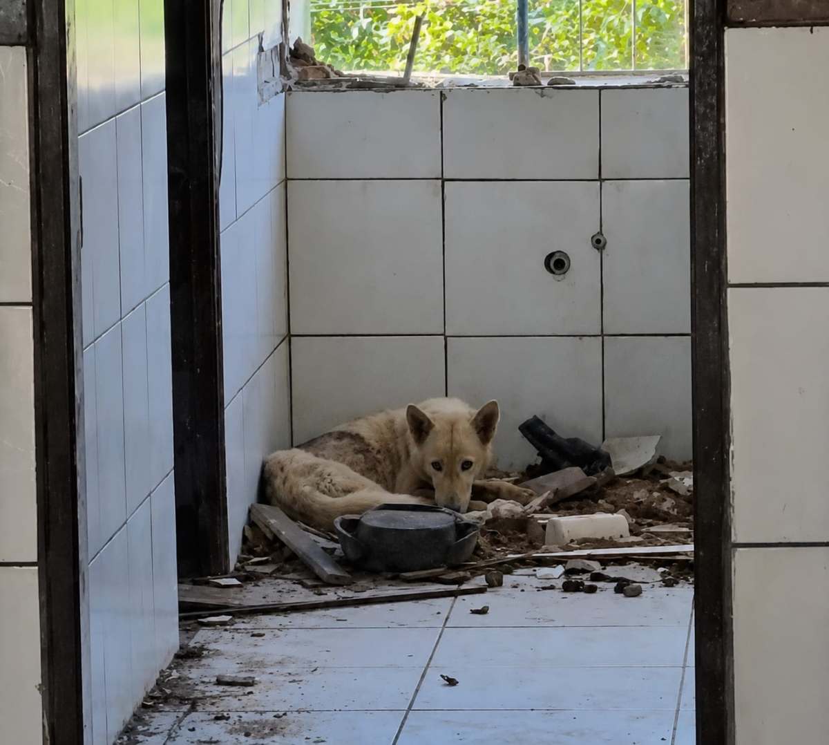 Investigação sobre maus-tratos termina com resgate de cães e apreensão de adolescente