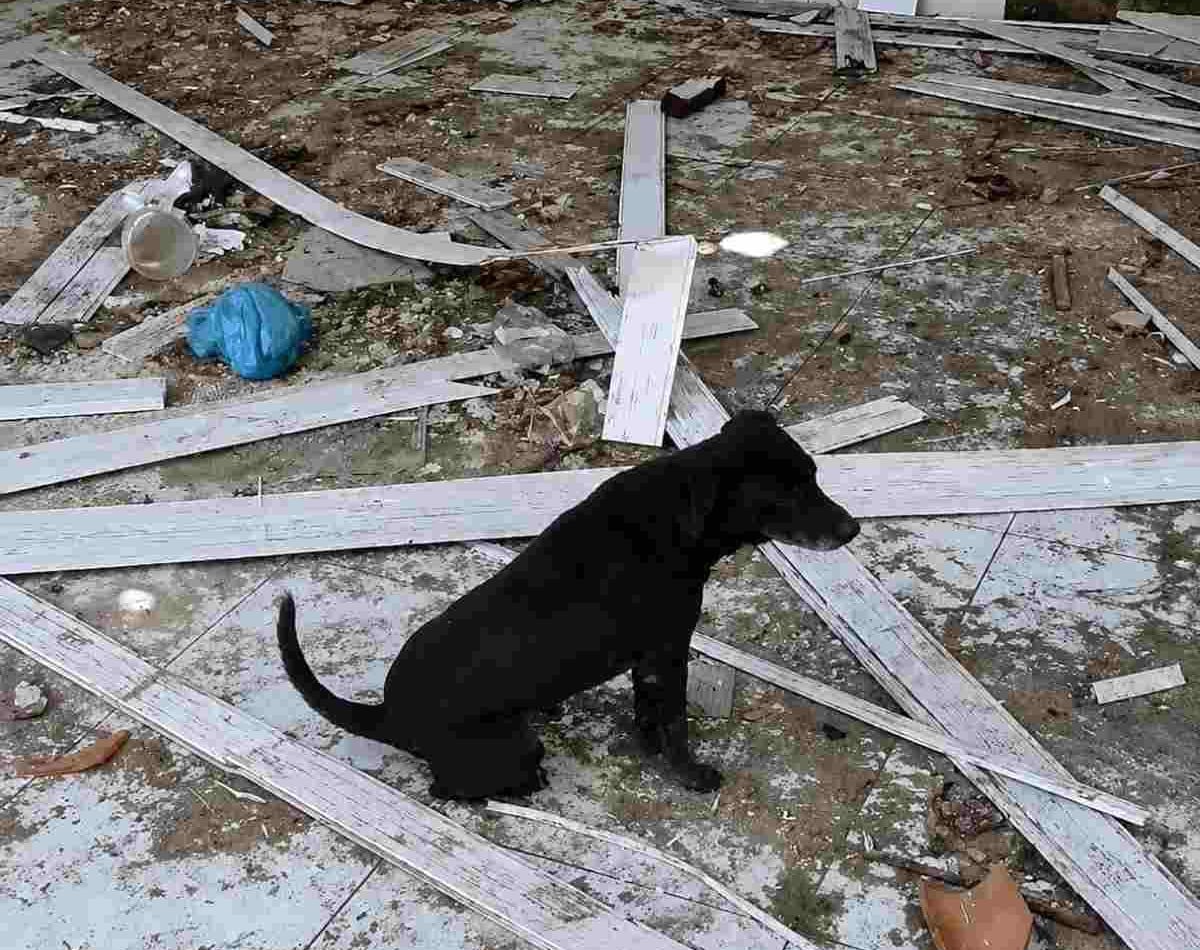 Investigação sobre maus-tratos termina com resgate de cães e apreensão de adolescente