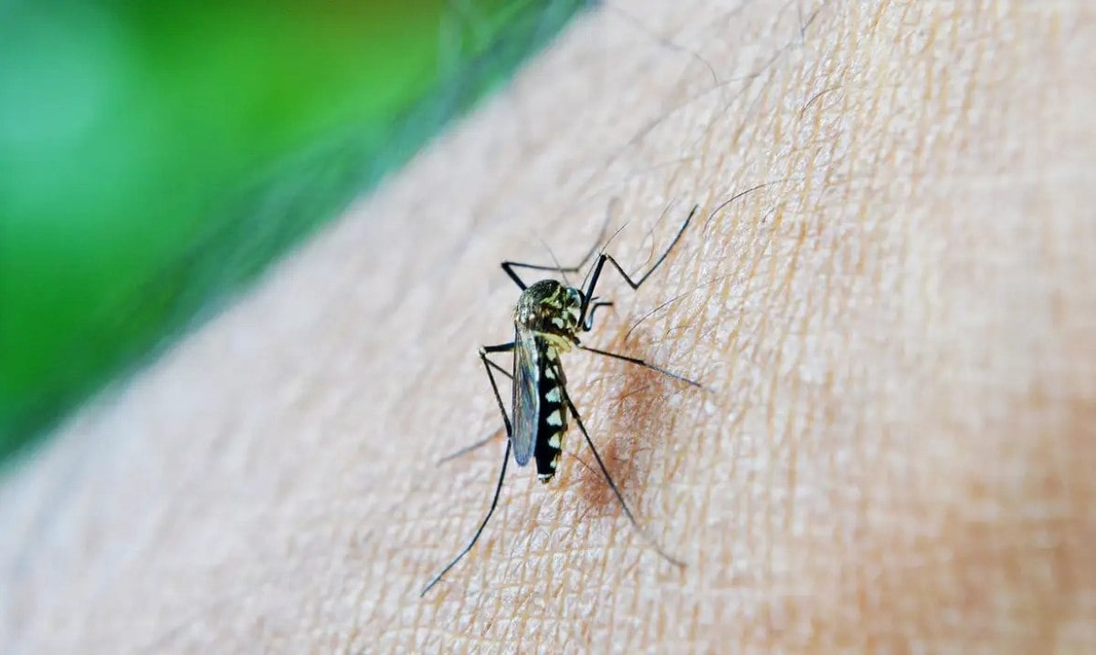 mosquito - dengue- febre amarela