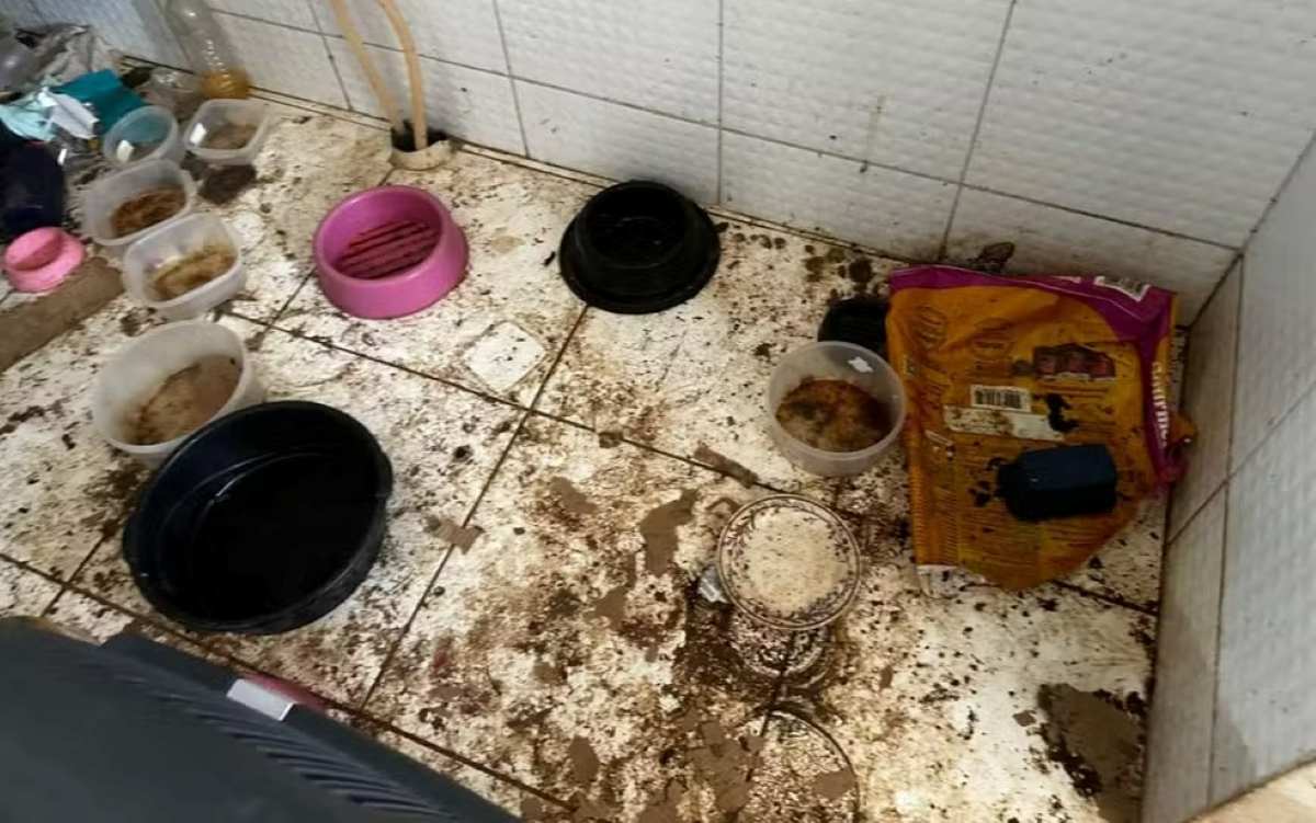 12 gatos são resgatados sem água em apartamento; suspeita é de que comiam restos mortais de outros animais