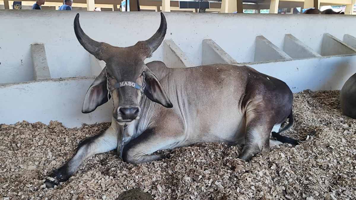 Expofeira 2025 chega ao fim com grande movimentação e destaque para o agronegócio local