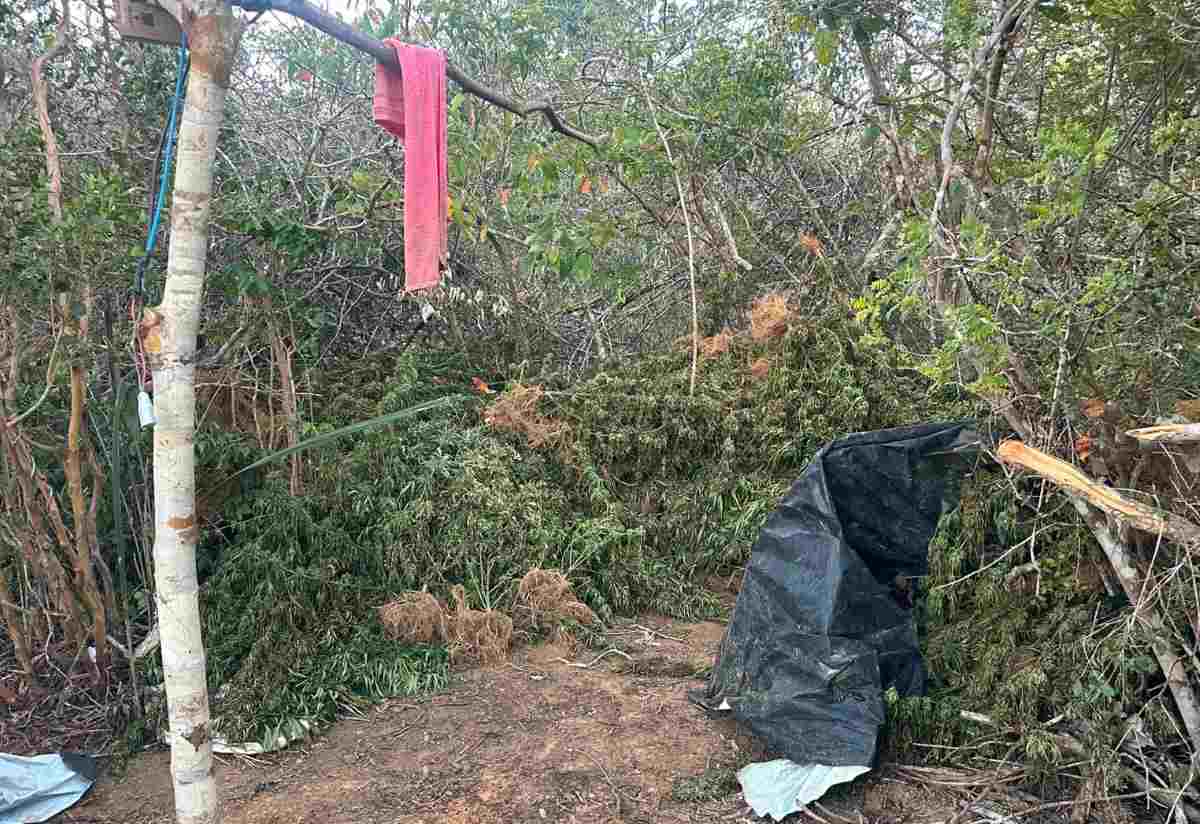 Plantação de Maconha em Morro do Chapéu