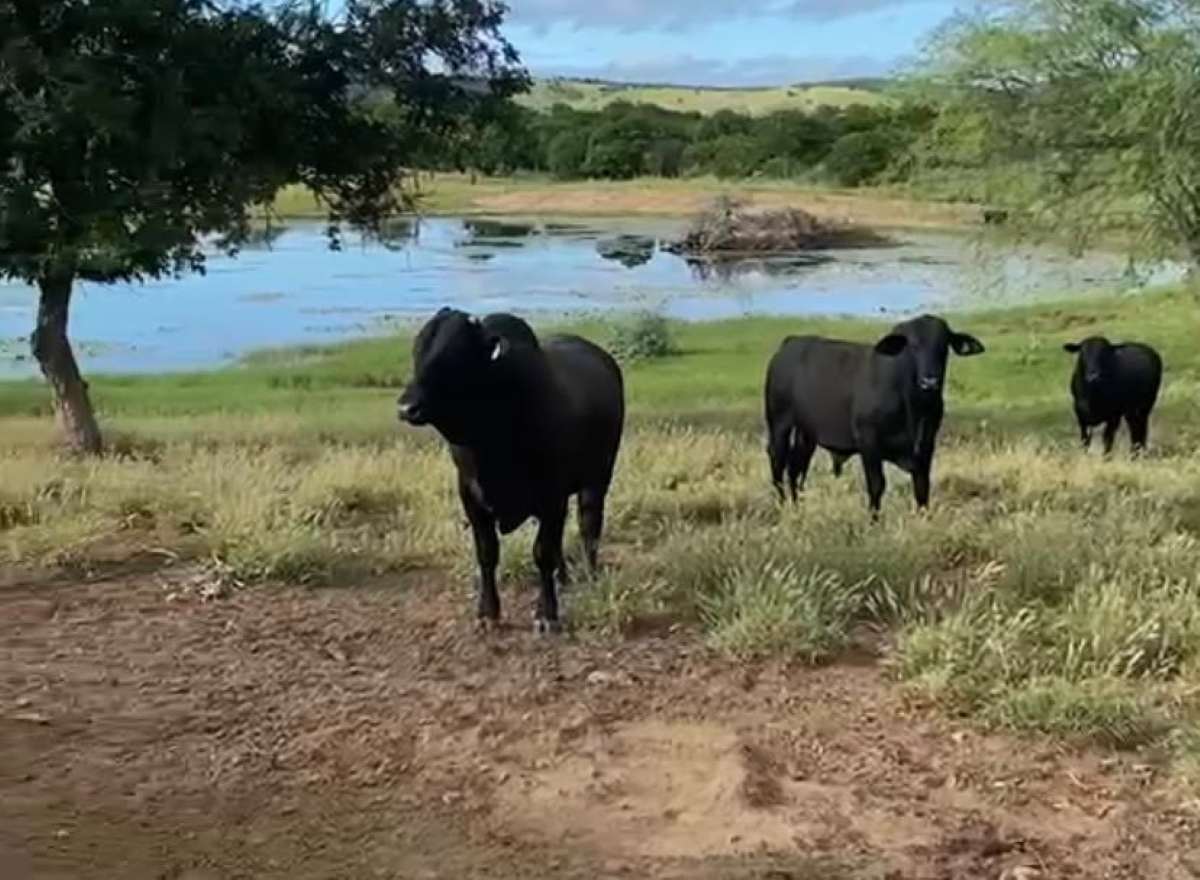 Bois - vacas - gado