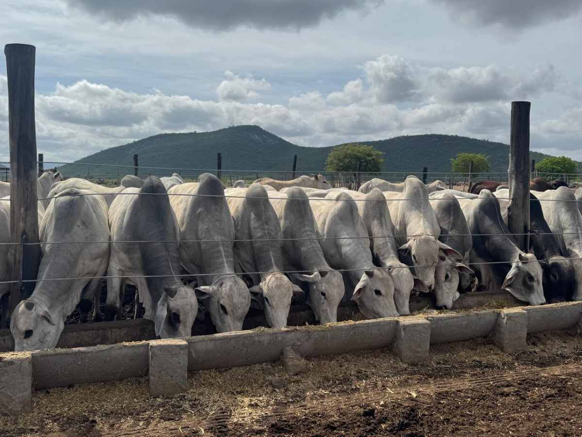 Bois - vacas - gado