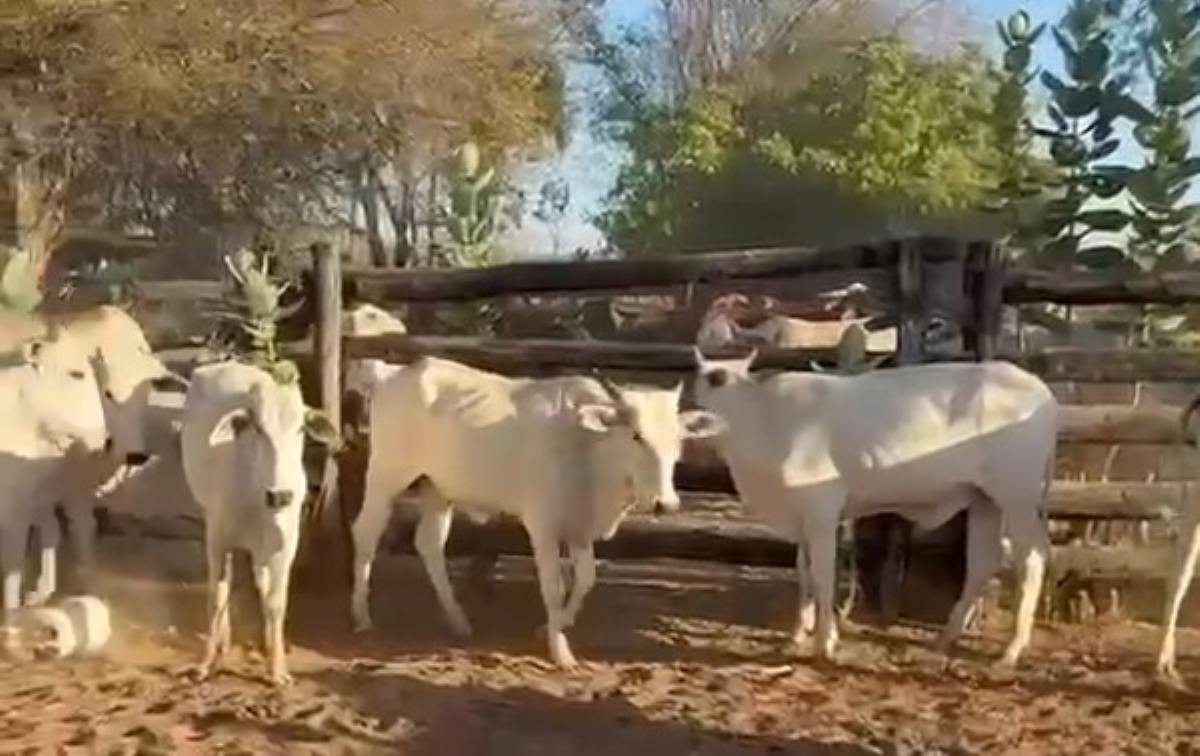 Cabeças de gado