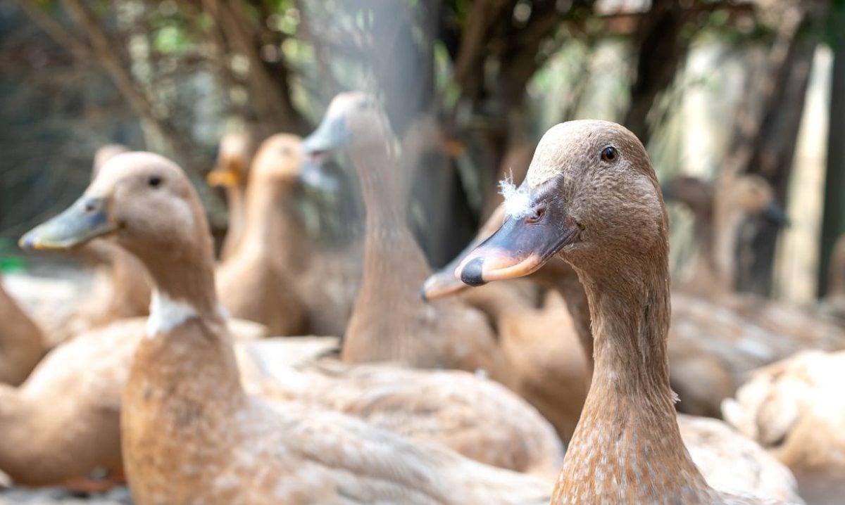 Patos