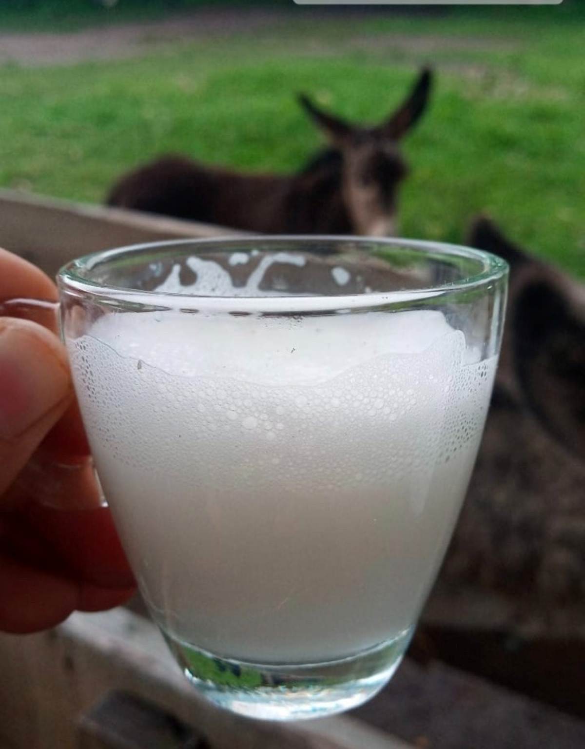 Pesquisa utiliza leite de jumenta para reduzir a utilização de antibióticos