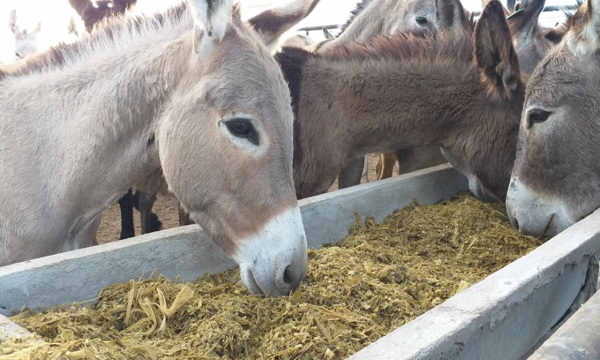 Pesquisa utiliza leite de jumenta para reduzir a utilização de antibióticos