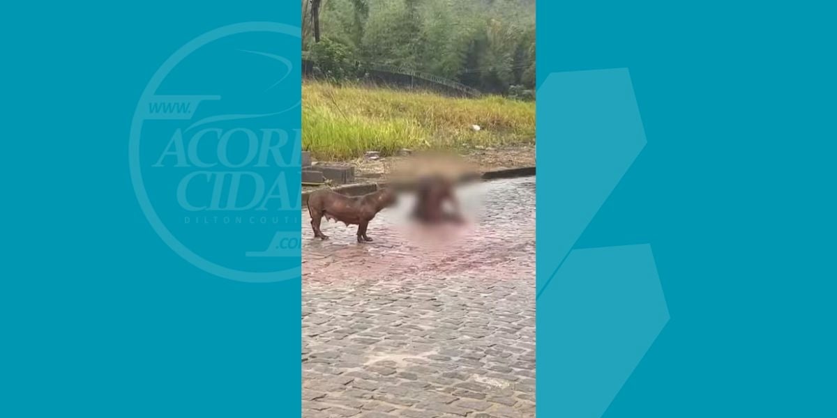 Pitbull ataca e mata cachorro de rua após fugir de casa no Recôncavo Baiano