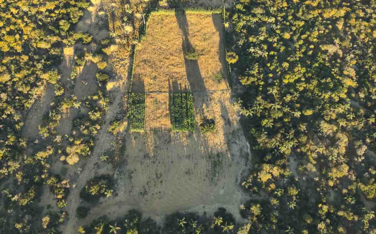 Plantação de Maconha em Morro do Chapéu