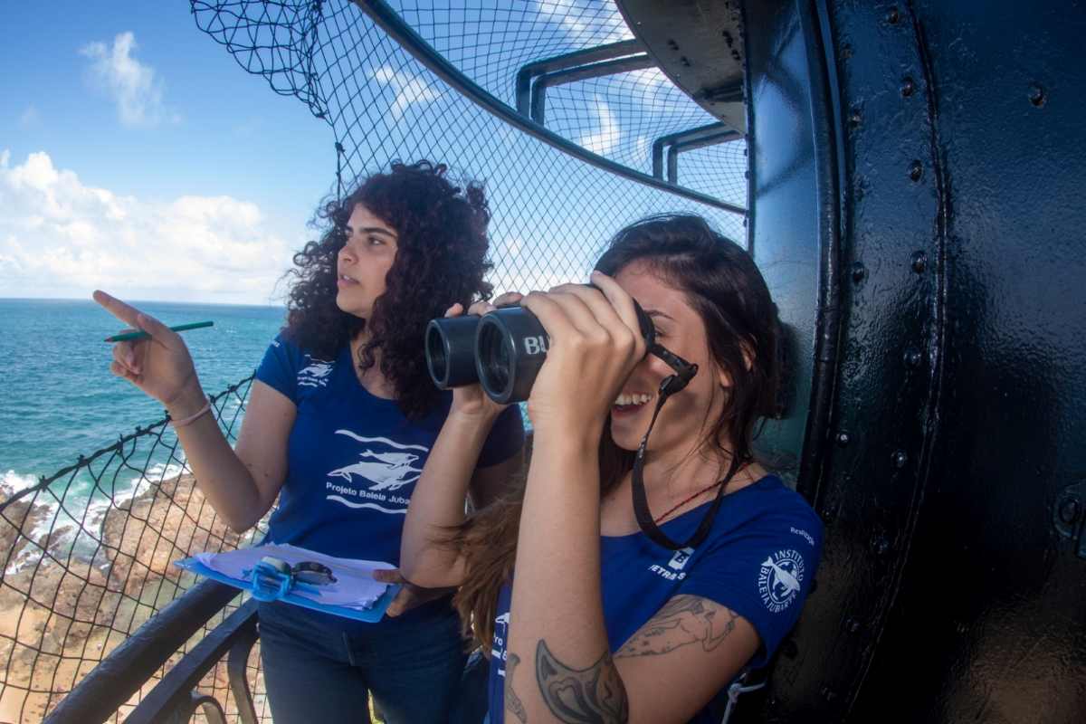 Temporada de observação de baleias jubarte em Salvador começa nesta quarta (15)