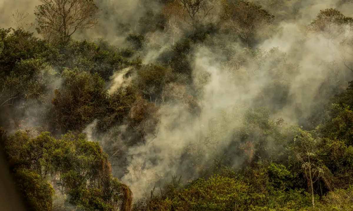 Crise climática pode provocar nova extinção em massa, diz pesquisador