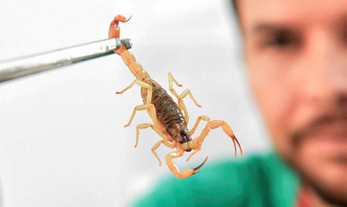 escorpião
