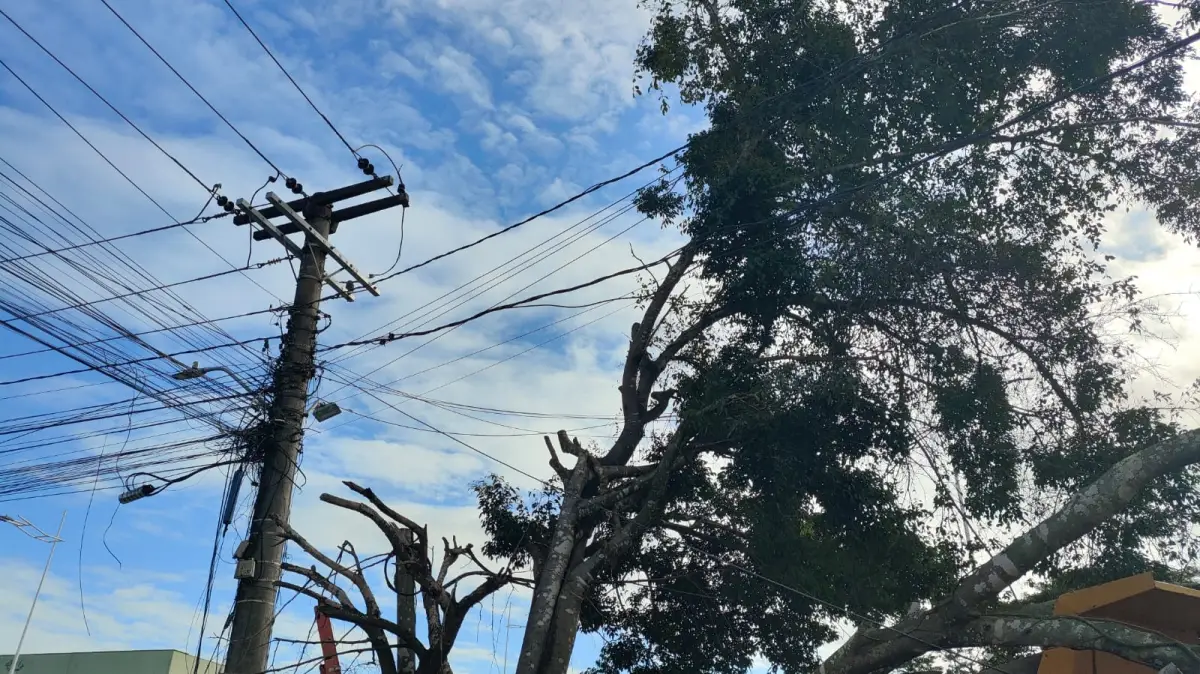 Árvore cai sobre caminhão parado, derruba poste e provoca transtornos na BA-502, em Feira de Santana
