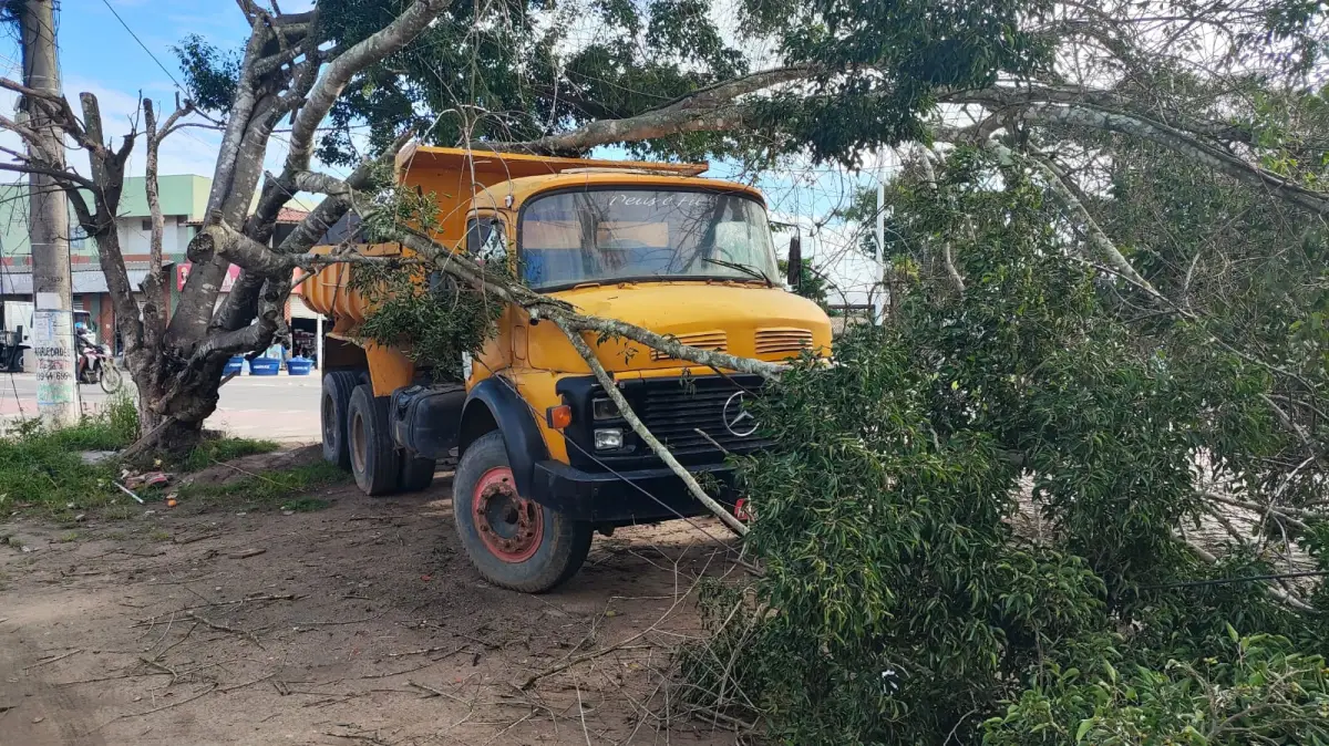 Árvore cai sobre caminhão parado, derruba poste e provoca transtornos na BA-502, em Feira de Santana