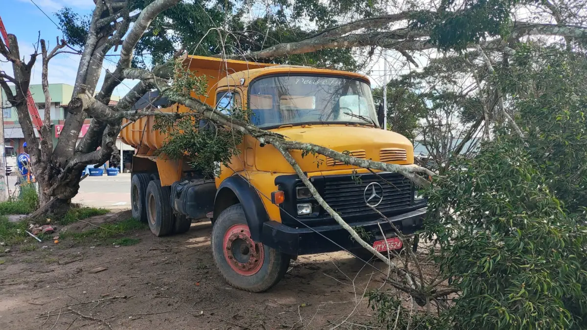 Árvore cai sobre caminhão parado, derruba poste e provoca transtornos na BA-502, em Feira de Santana