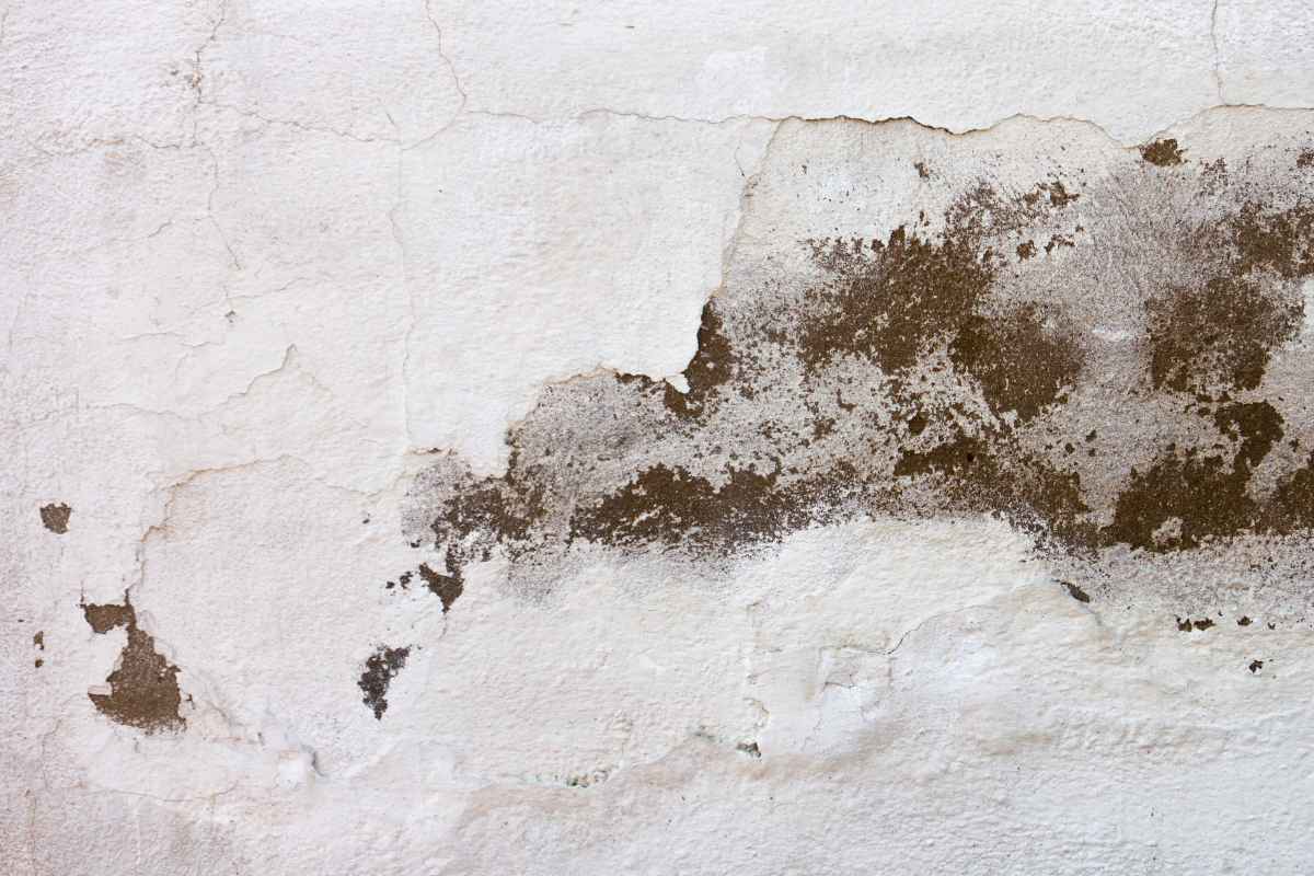 mofo dentro de casa
