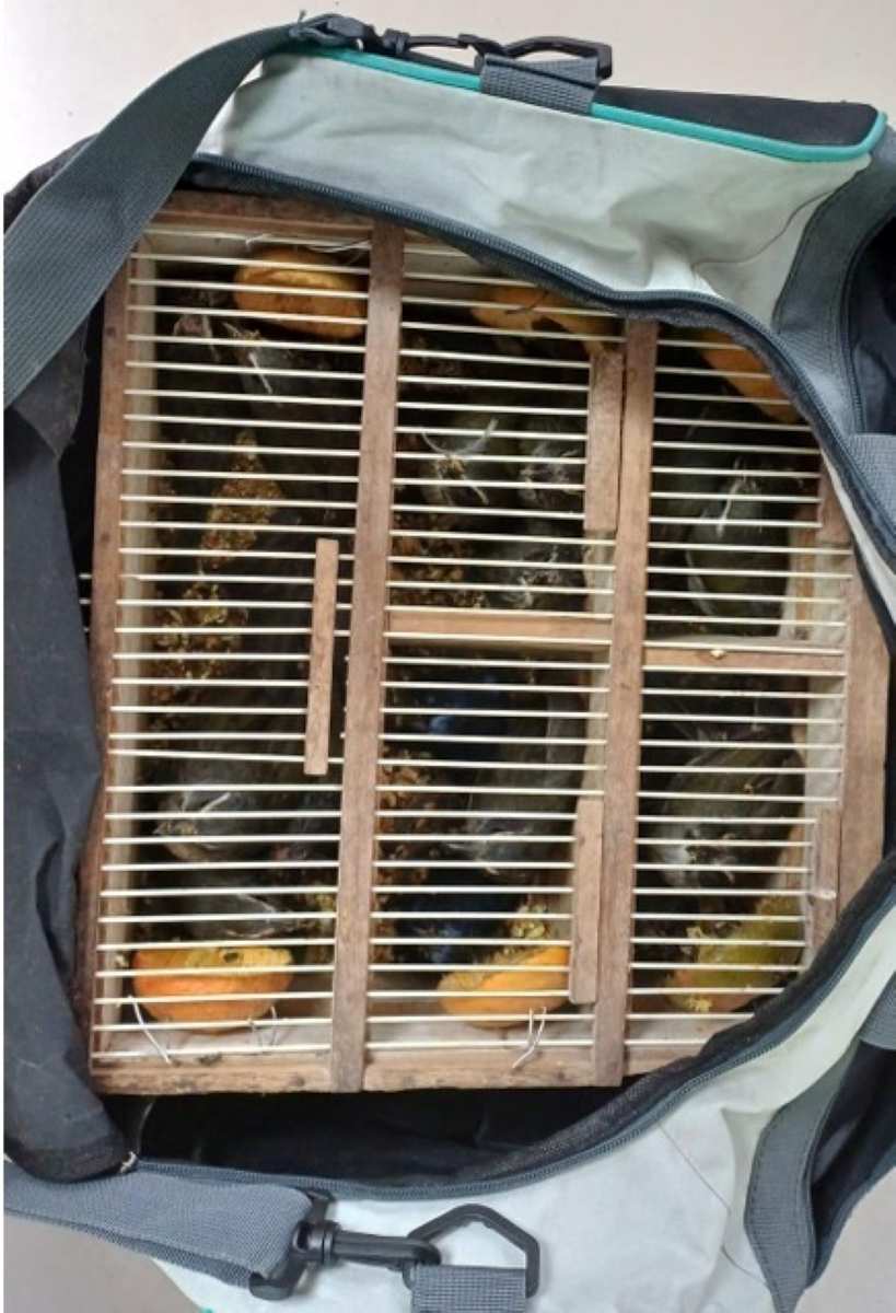 17 aves silvestres apreendidas pela Polícia Rodoviária Federal