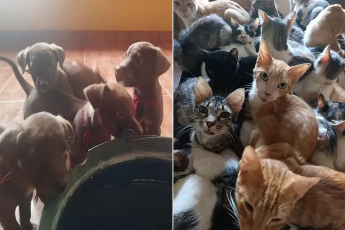 Após resgatar mais de 2 mil animais de ruas, voluntária arrecada fundos para continuar com ações solidárias