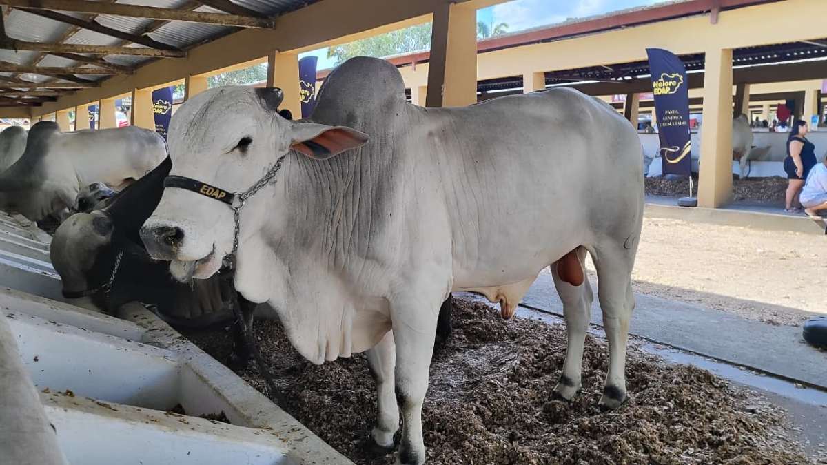 Expofeira 2025 chega ao fim com grande movimentação e destaque para o agronegócio local