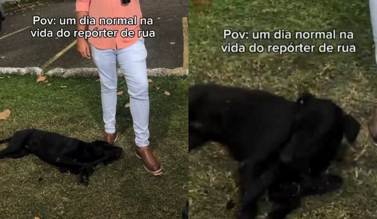 Cachorro desaparecido por mais de um mês é encontrado após vídeo viralizar