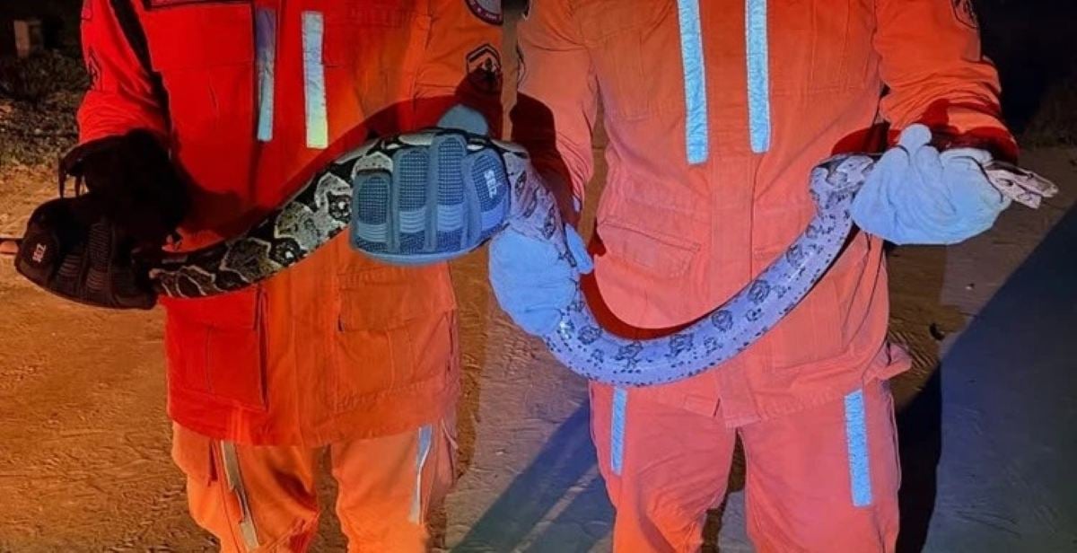Jiboia de aproximadamente 1,5 metros é resgatada próximo à casa