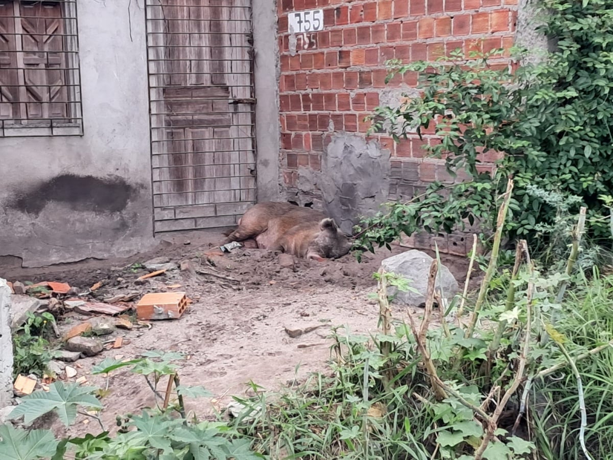 Moradores da Queimadinha sofrem com acúmulo de lixo, falta de rede de esgoto e presença de insetos e animais peçonhentos
