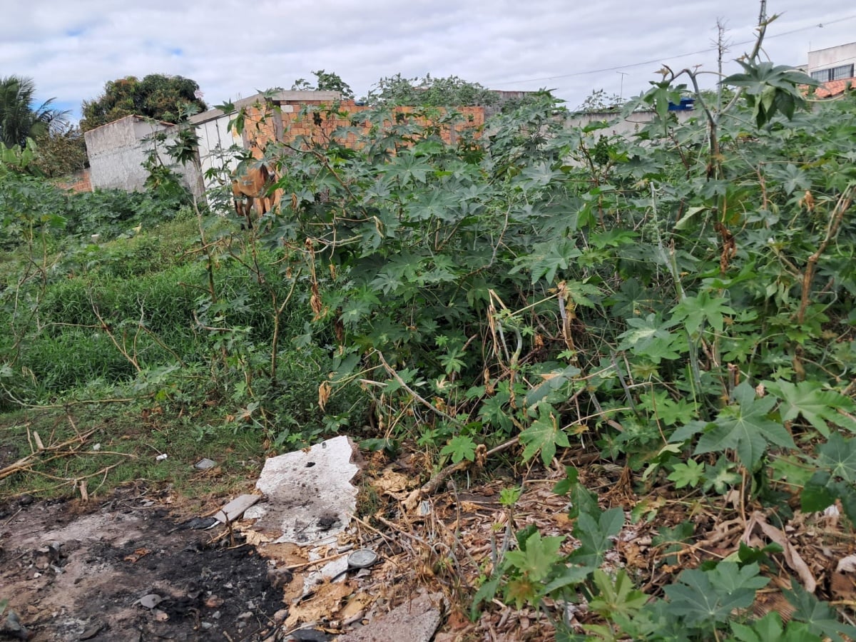 Moradores da Queimadinha sofrem com acúmulo de lixo, falta de rede de esgoto e presença de insetos e animais peçonhentos