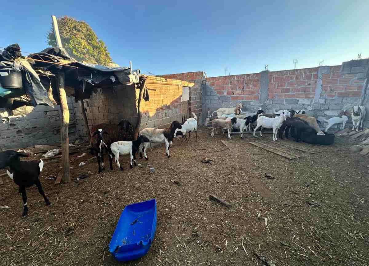 Operação contra abate clandestino de gado