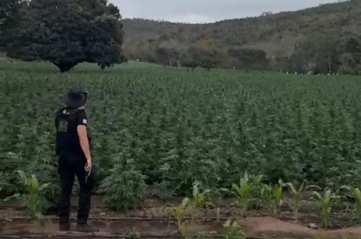 Operação da PF destrói 40 mil pés de maconha e cumpre mandados na Bahia e outros estados