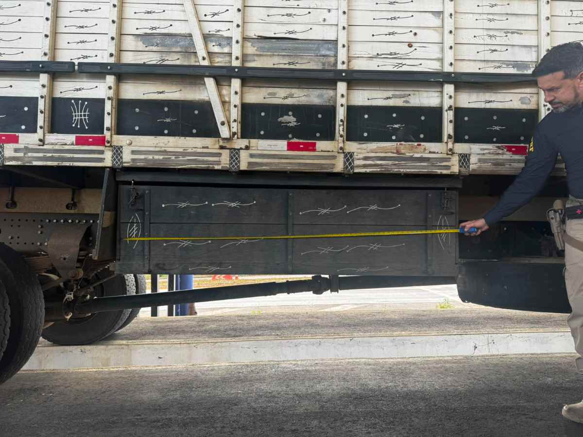 PRF resgata bezerros transportados em gaveta de caminhão na BR-116