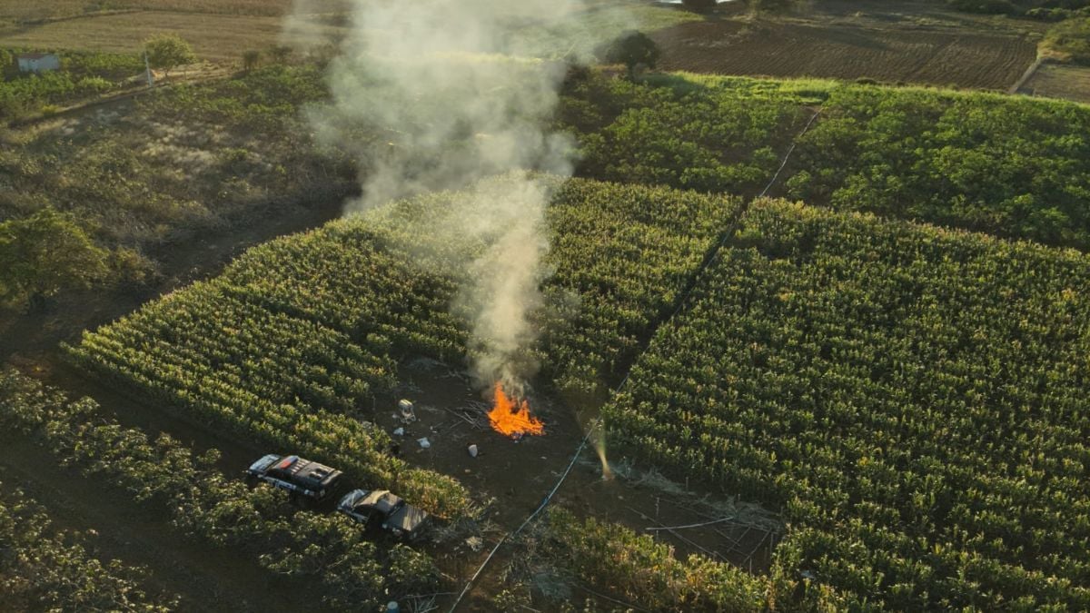 Polícia destrói 20 mil de maconha