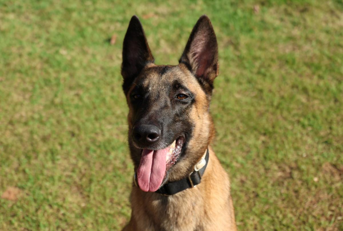 Rambo, cão do Corpo de Bombeiros da Bahia