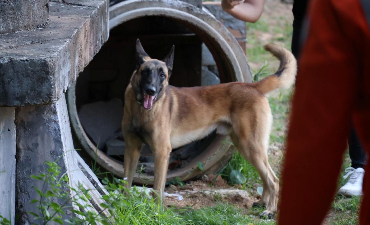 Rambo, cão do Corpo de Bombeiros da Bahia