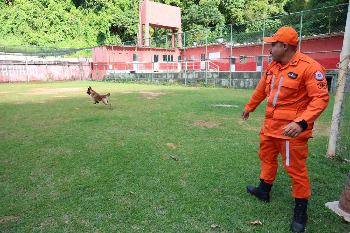 Rambo, cão do Corpo de Bombeiros da Bahia