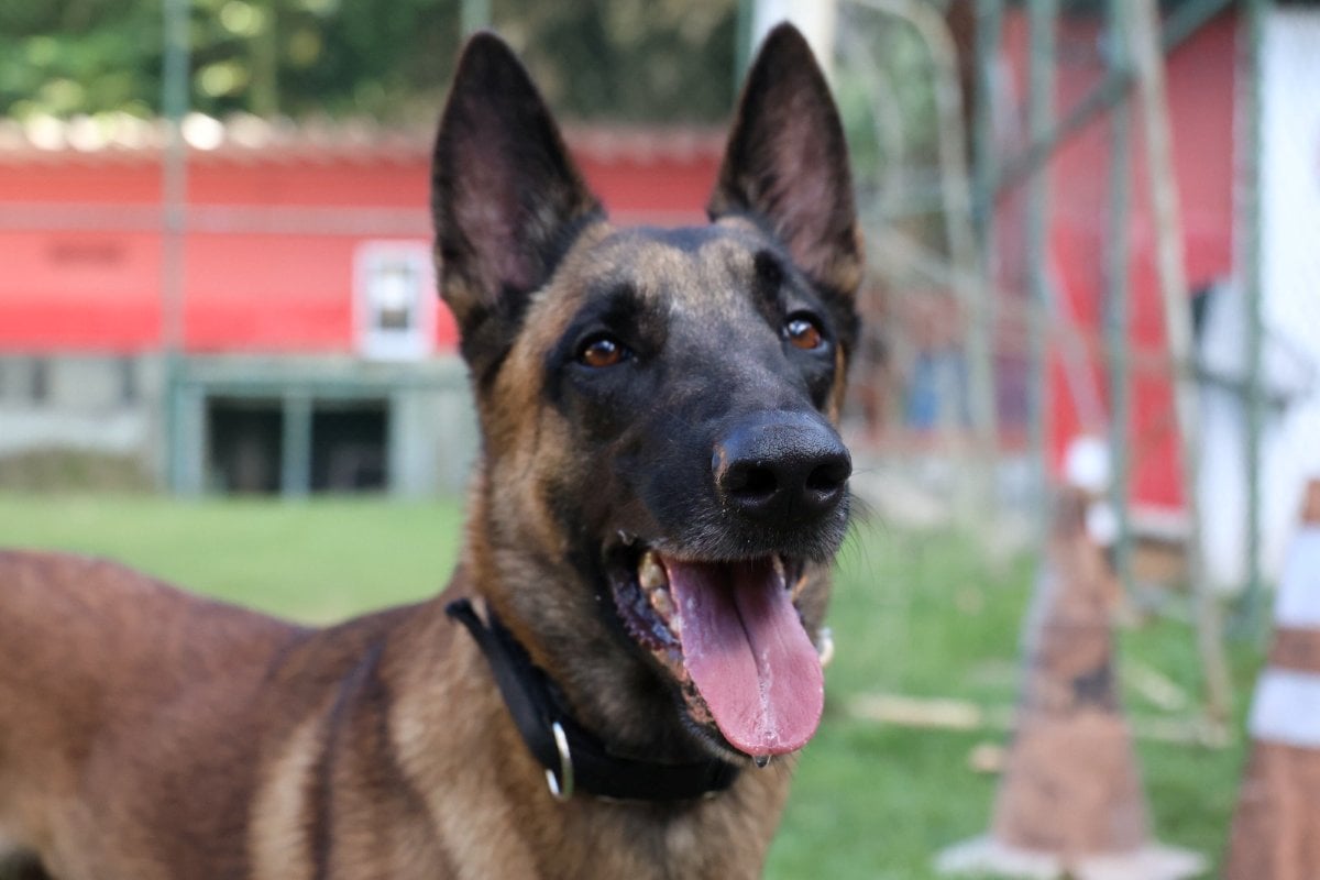 Rambo, cão do Corpo de Bombeiros da Bahia